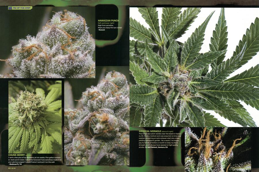 PIX OF THE CROP
