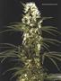 Page: - 101 | High Times