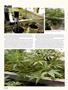 Page: - 50 | High Times