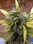 Page: - 53 | High Times