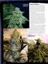 Page: - 54 | High Times