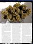 Page: - 55 | High Times