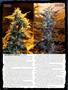 Page: - 58 | High Times