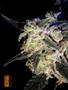 Page: - 60 | High Times