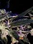 Page: - 61 | High Times