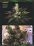 Page: - 82 | High Times