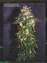 Page: - 83 | High Times
