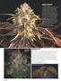 Page: - 56 | High Times