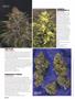 Page: - 58 | High Times