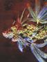 Page: - 60 | High Times