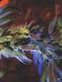 Page: - 61 | High Times