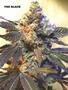 Page: - 62 | High Times