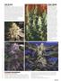 Page: - 63 | High Times