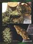 Page: - 82 | High Times