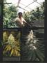 Page: - 84 | High Times