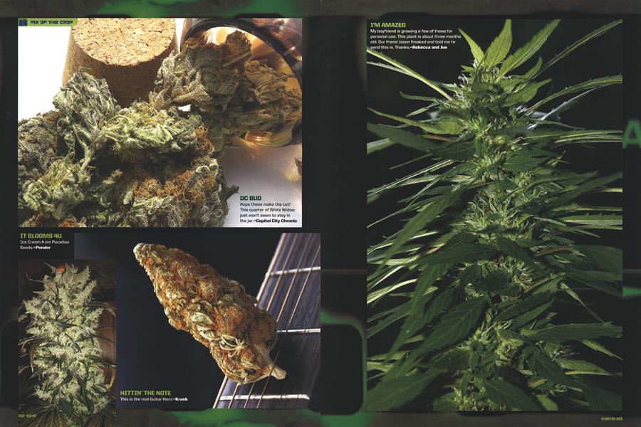 PIX OF THE CROP