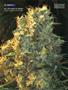 Page: - 100 | High Times