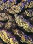 Page: - 59 | High Times