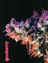 Page: - 60 | High Times