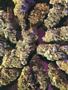 Page: - 62 | High Times
