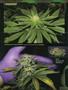 Page: - 82 | High Times