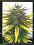 Page: - 83 | High Times