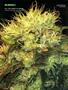 Page: - 100 | High Times