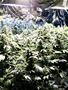 Page: - 47 | High Times