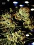 Page: - 49 | High Times