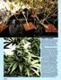 Page: - 54 | High Times
