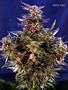 Page: - 59 | High Times