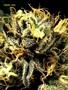 Page: - 62 | High Times