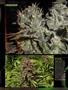 Page: - 82 | High Times