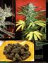 Page: - 83 | High Times