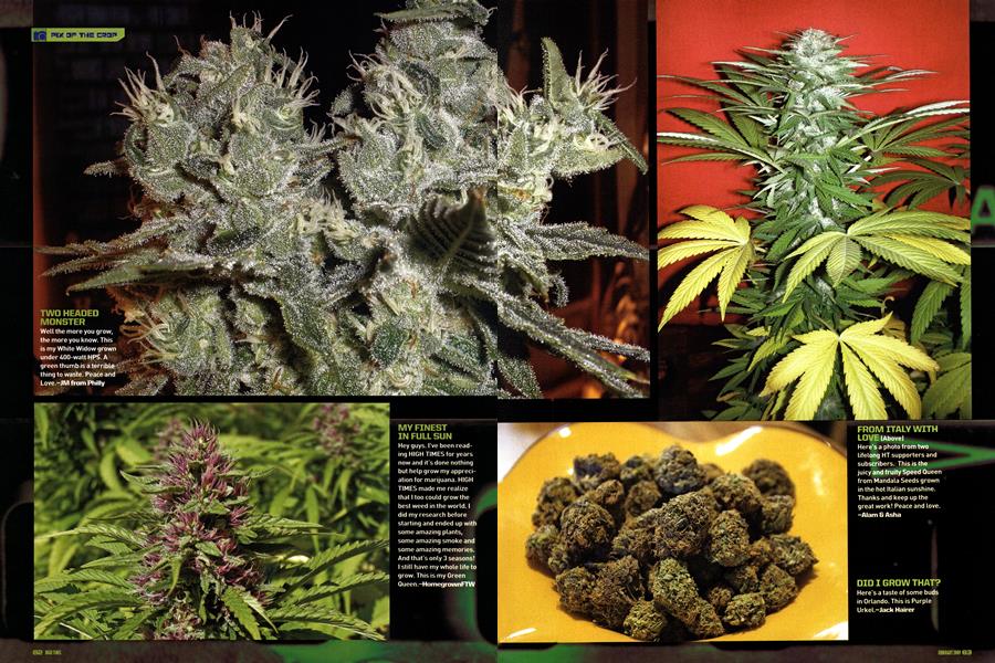 PIX OF THE CROP