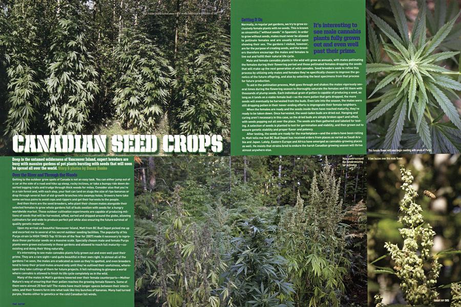 CANADIAN SEED CROPS