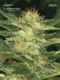 Page: - 100 | High Times