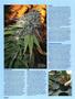 Page: - 36 | High Times