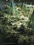 Page: - 52 | High Times