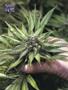 Page: - 59 | High Times