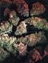 Page: - 61 | High Times