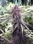 Page: - 62 | High Times