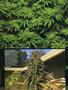 Page: - 82 | High Times