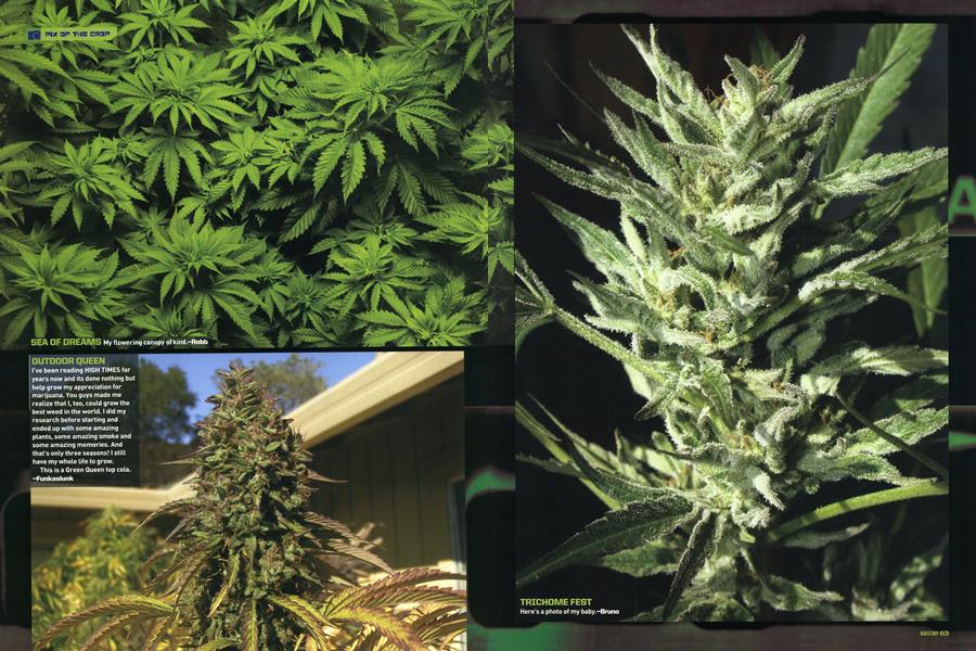 PIX OF THE CROP