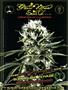 Page: - 43 | High Times