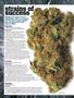 Page: - 56 | High Times