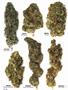 Page: - 58 | High Times