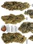 Page: - 60 | High Times