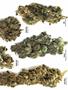 Page: - 61 | High Times