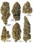 Page: - 62 | High Times